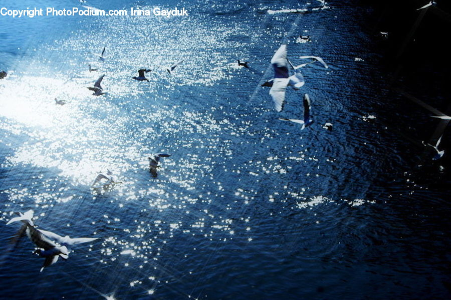 Bird, Diver, Diving, Sport, Water, Albatross, Seagull