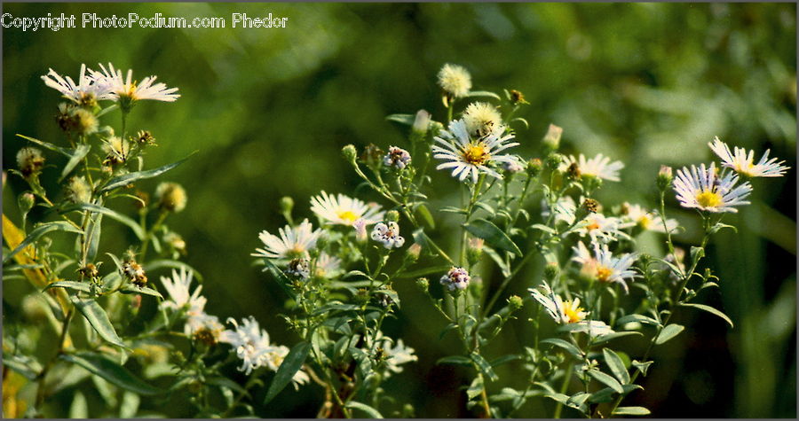 Aster, Blossom, Flower, Plant, Daisies, Daisy, Asteraceae