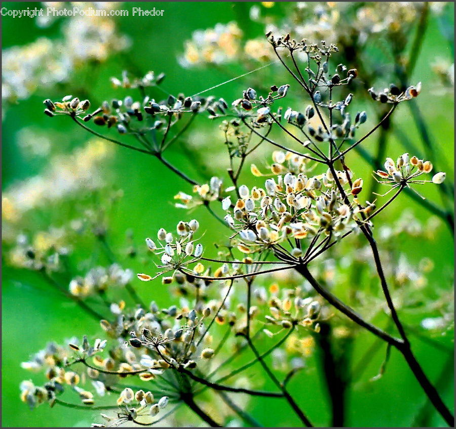 Dill, Plant, Blossom, Flora, Flower, Aphid, Insect