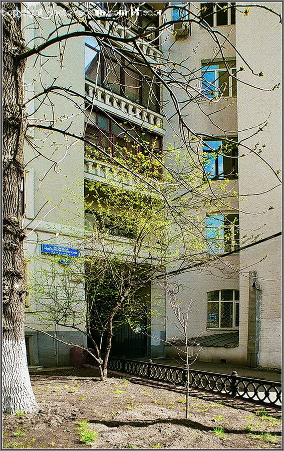 Plant, Tree, Building, Housing, Backyard, Yard, Apartment Building