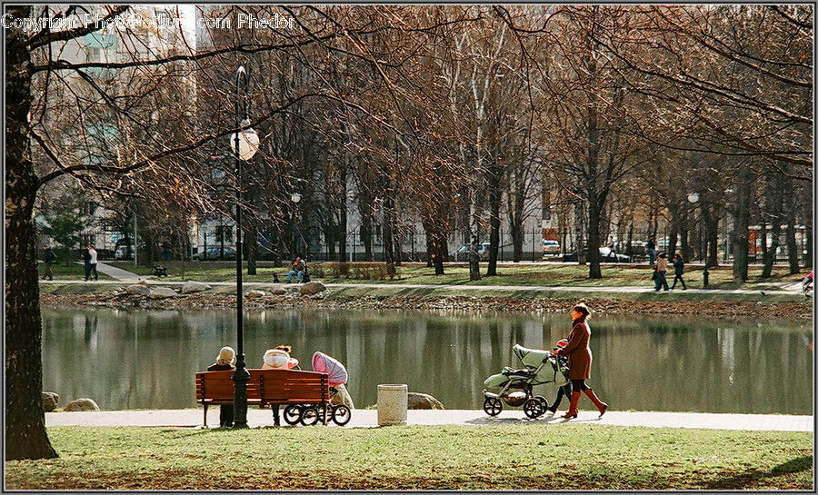 Buggy, Carriage, Horse Cart, Wagon, Car, Bench, Antique Car