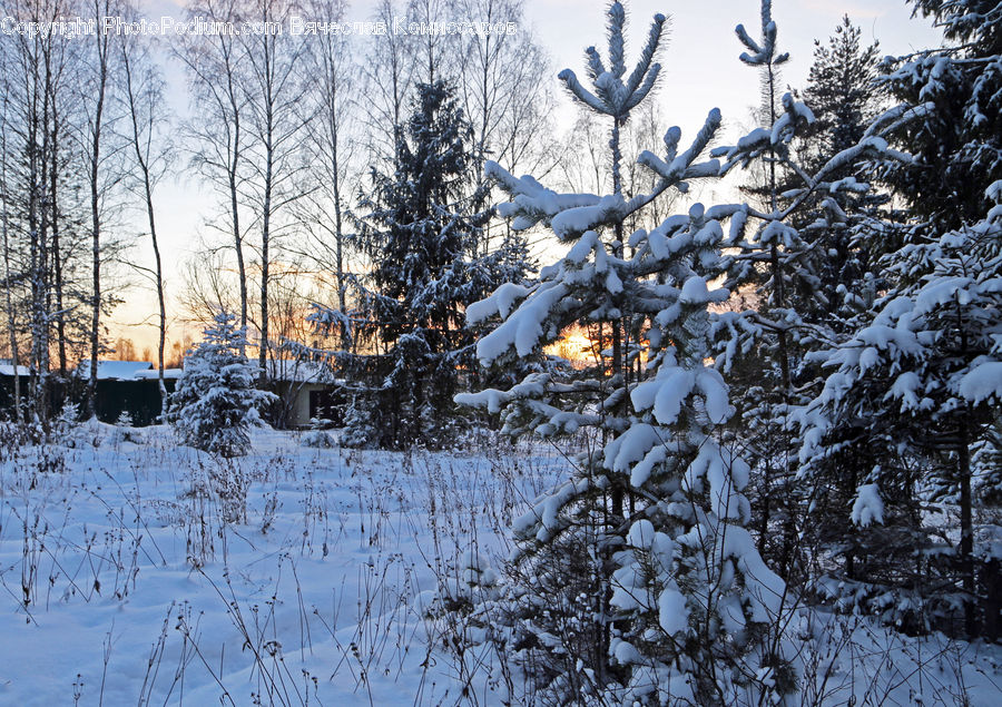 Ice, Outdoors, Snow, Conifer, Fir, Plant, Tree