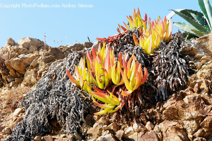 Rubble, Coral Reef, Outdoors, Reef, Sea, Sea Life, Water