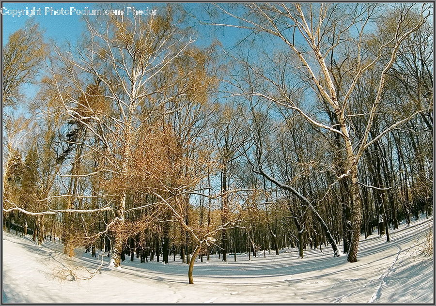 Birch, Tree, Wood, Forest, Vegetation, Conifer, Fir