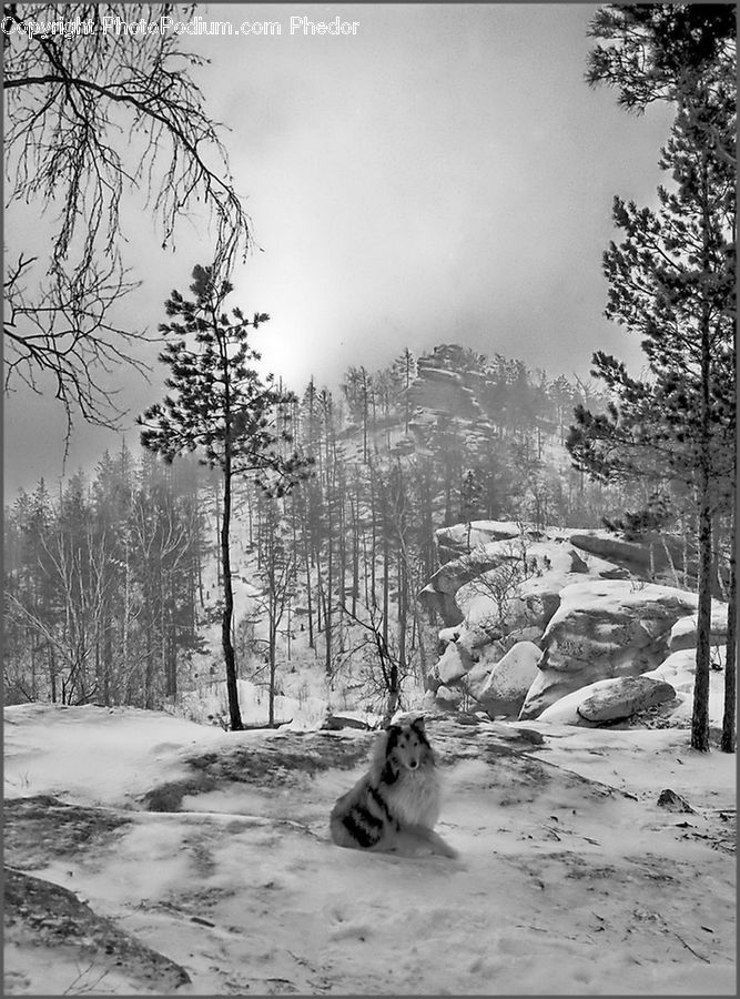 Ice, Outdoors, Snow, Rubble, Forest, Vegetation, Plant