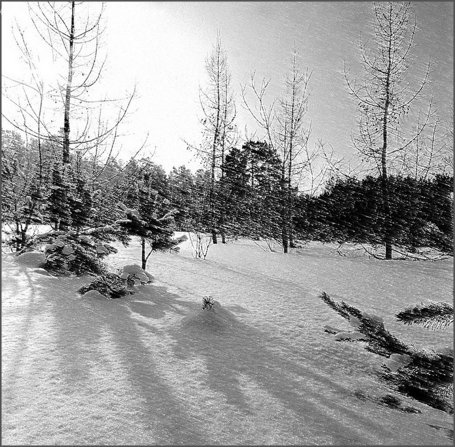 Ice, Outdoors, Snow, Sand, Soil, Plant, Tree