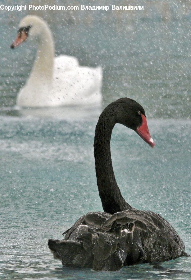 Bird, Black Swan, Swan, Waterfowl, Goose, Beak, Duck