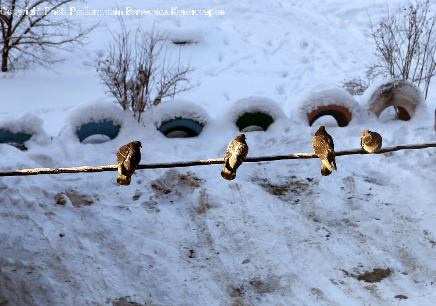 Ice, Outdoors, Snow, Beak, Bird, Hole, Accipiter