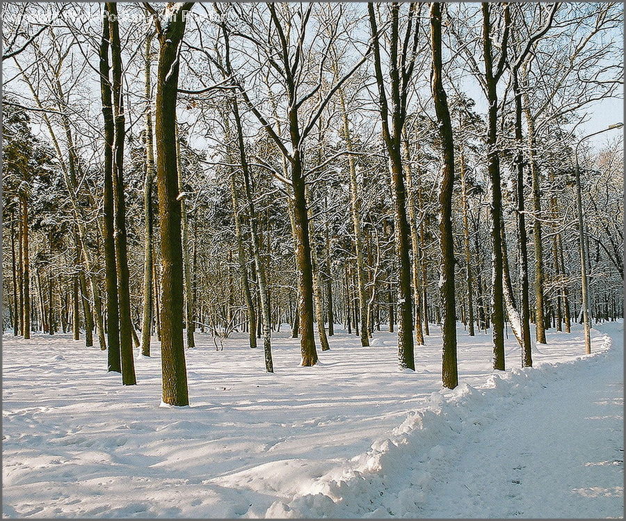 Birch, Tree, Wood, Forest, Vegetation, Grove, Land