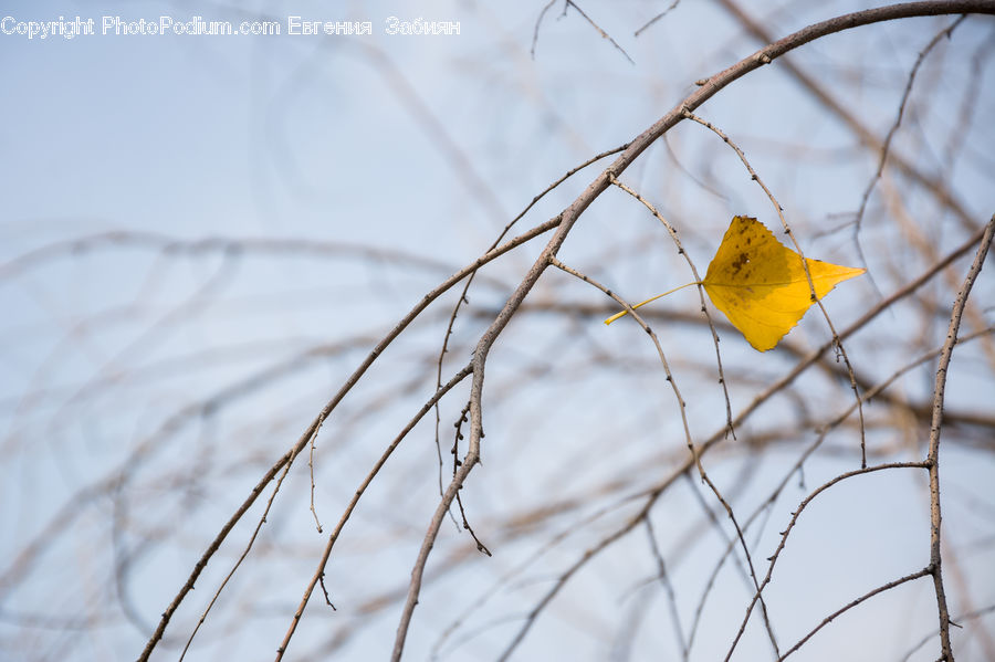 Veins, Maple, Maple Leaf, Plant, Bird, Parakeet, Parrot