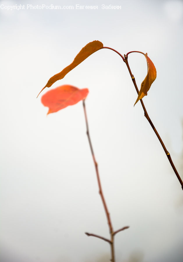 Bee Eater, Bird, Fiber, Flax, Flora, Flower, Plant