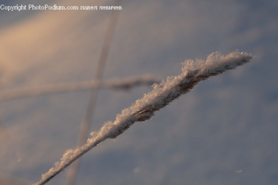 Frost, Ice, Outdoors, Snow, Grass, Plant, Reed