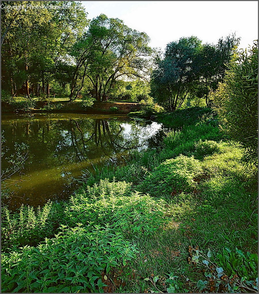 Outdoors, Pond, Water, Blossom, Flora, Flower, Plant