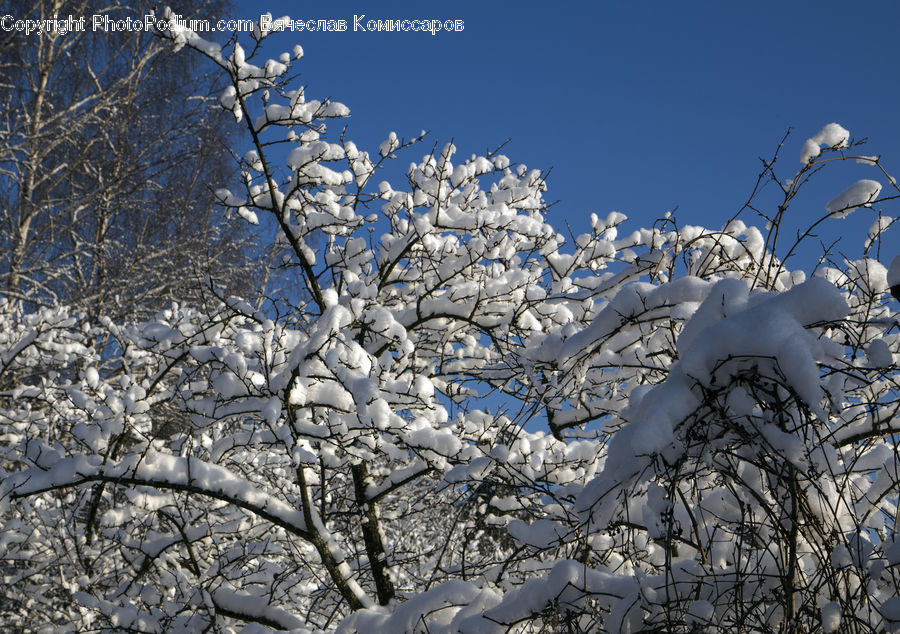Blossom, Cherry Blossom, Flower, Flora, Plant, Landscape, Nature
