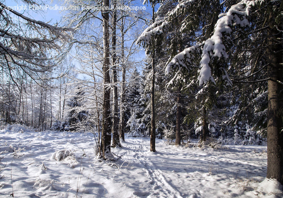 Arctic, Snow, Winter, Ice, Outdoors, Forest, Vegetation