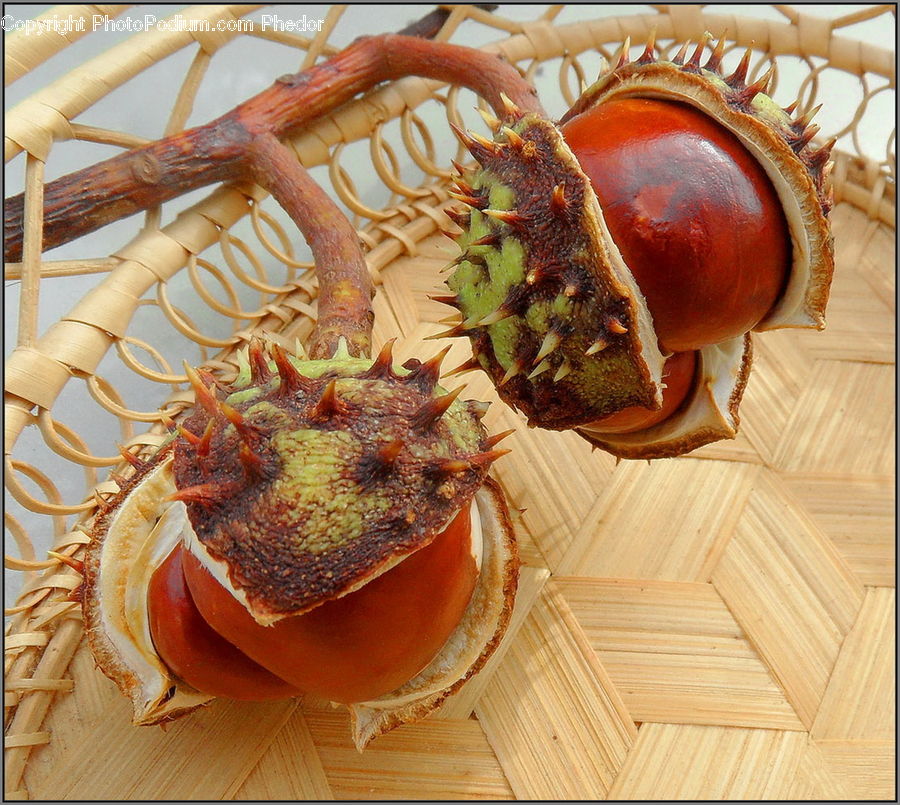 Crab, Invertebrate, Sea Life, Seafood, Flower Arrangement, Ikebana, Plant