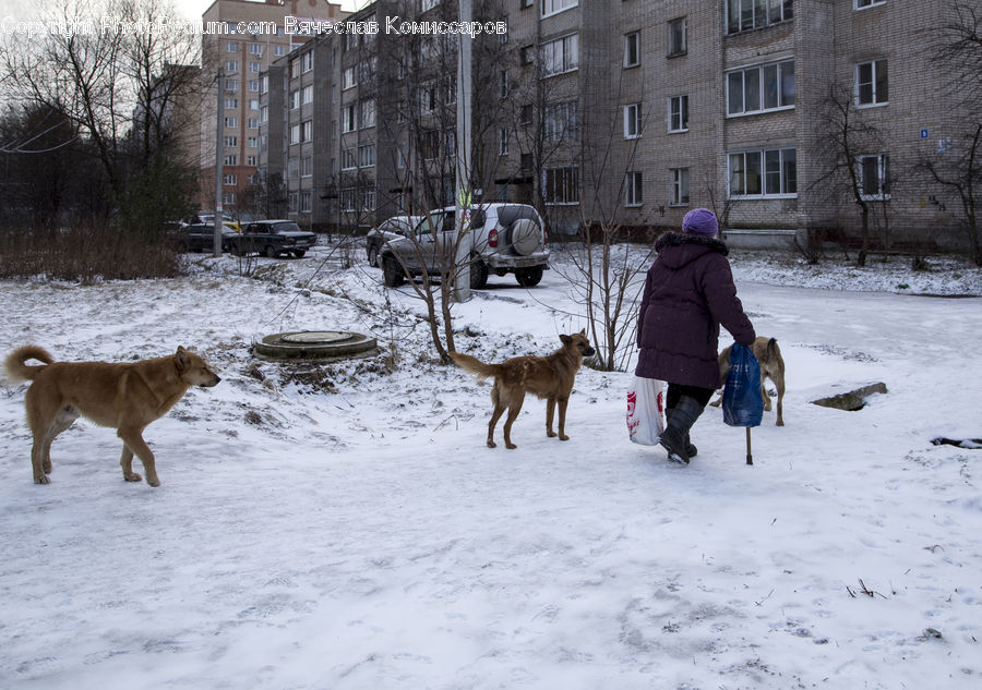 Human, People, Person, Ice, Outdoors, Snow, Buggy