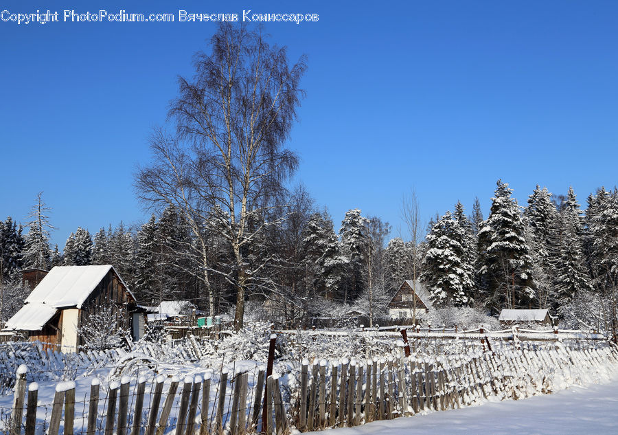 Conifer, Fir, Plant, Tree, Ice, Outdoors, Snow