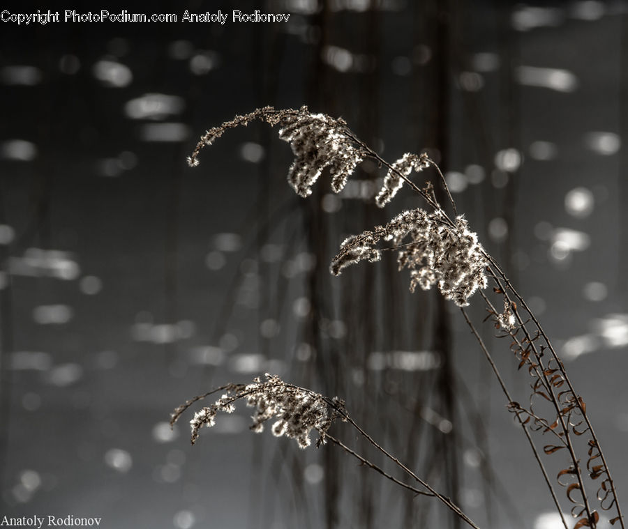 Field, Grass, Grassland, Plant, Blossom, Flora, Flower