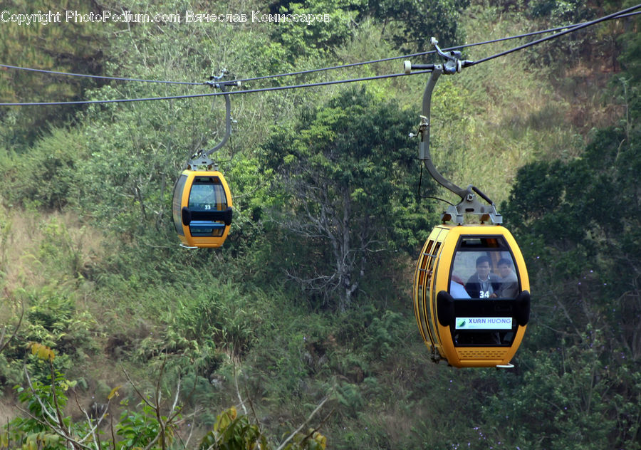 Cable Car, Trolley, Vehicle, Forest, Jungle, Flora, Flower