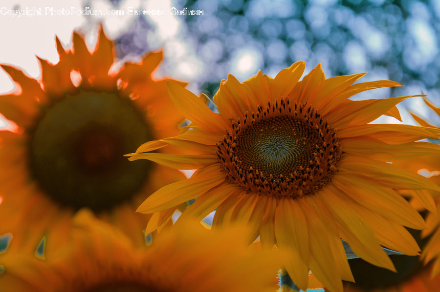 Blossom, Flora, Flower, Plant, Sunflower, Daisies, Daisy