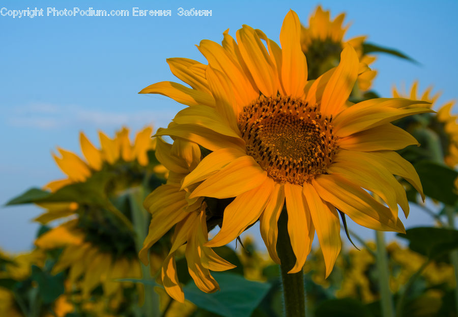 Blossom, Flora, Flower, Plant, Sunflower, Daffodil, Daisies
