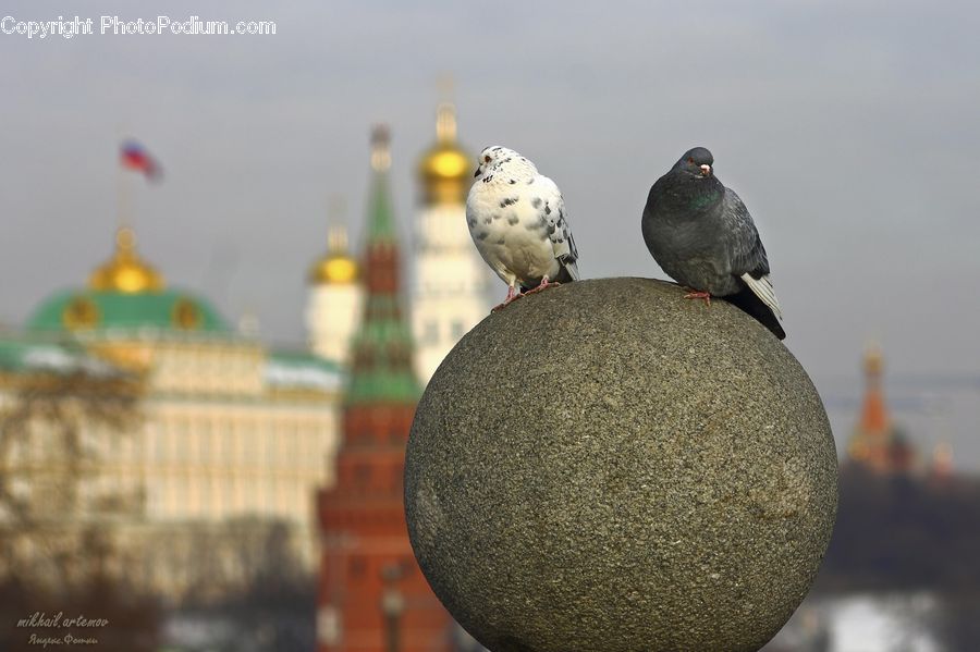 Bird, Pigeon, Dove, Globe, Planet, Sphere, Architecture