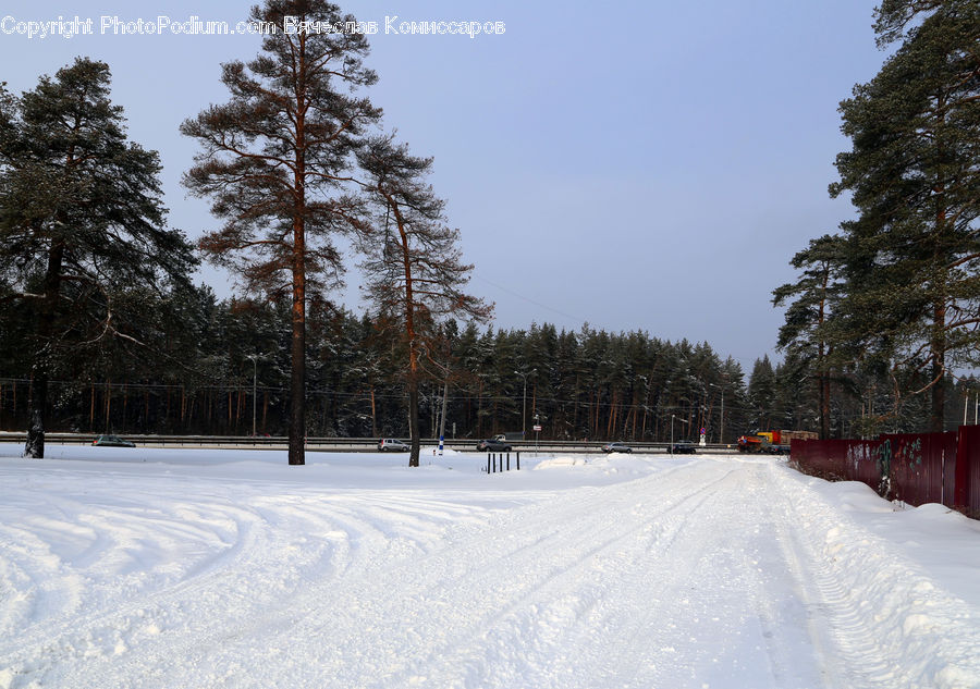 Ice, Outdoors, Snow, Conifer, Fir, Plant, Tree