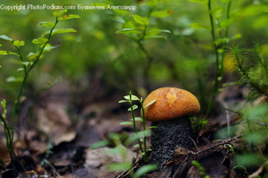 Agaric, Amanita, Fungus, Mushroom, Plant, Algae, Anisoptera