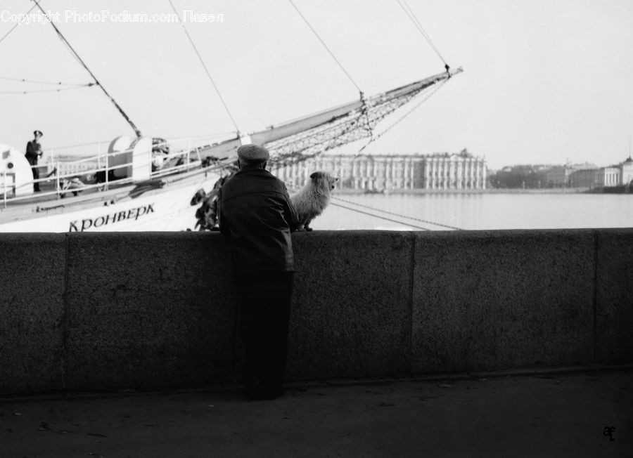 Bird, Pigeon, Cruise Ship, Ocean Liner, Ship, Vessel