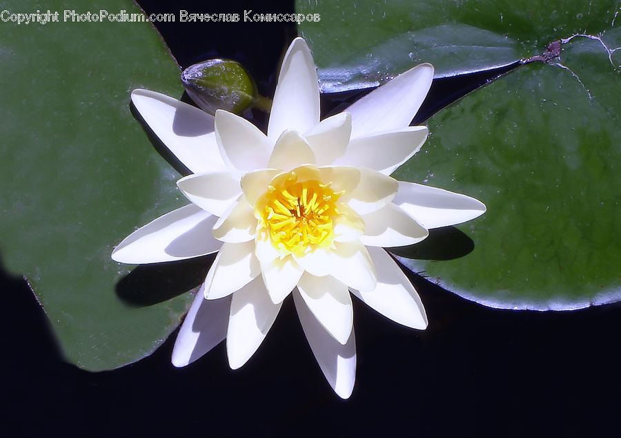 Flower, Lily, Plant, Pond Lily, Blossom, Flora, Dahlia