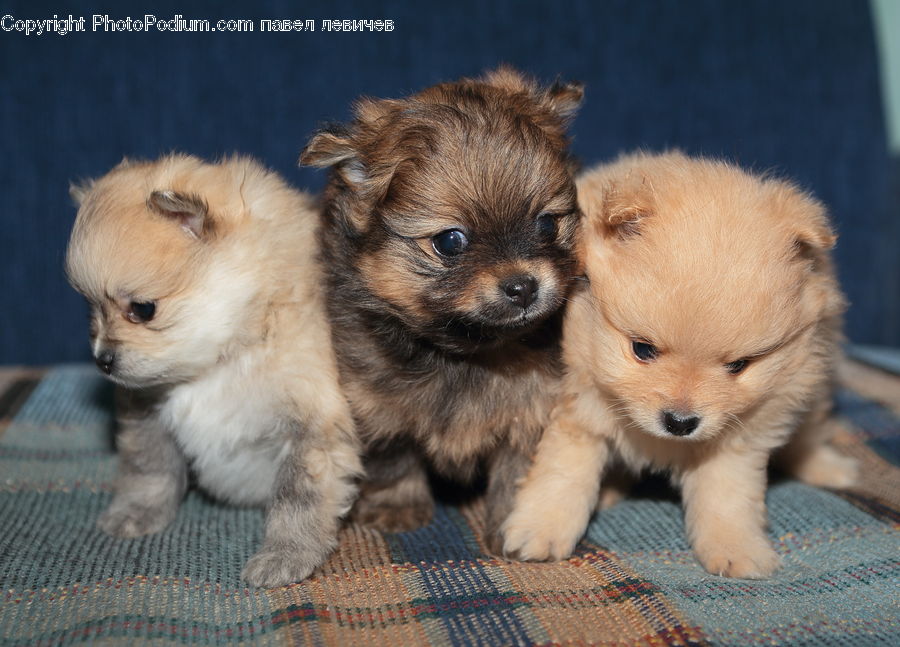 Animal, Canine, Dog, Mammal, Pet, Puppy, Chihuahua