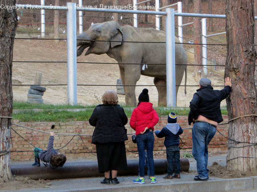 Human, People, Person, Animal, Elephant, Mammal, Back