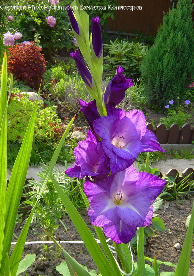 Flora, Flower, Gladiolus, Plant, People, Person, Human