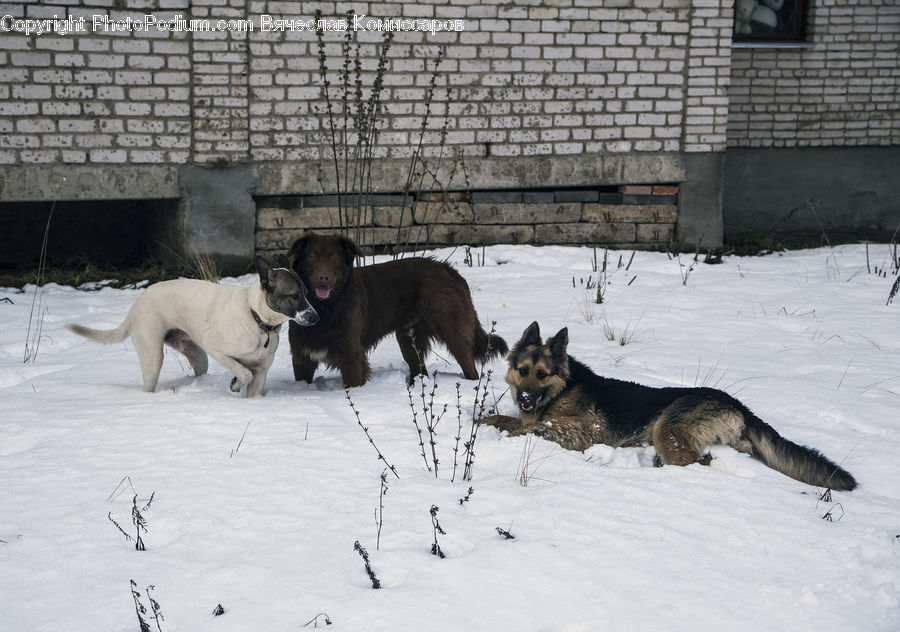 Animal, Canine, Dog, Husky, Mammal, Pet, Ice