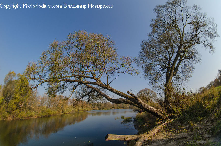 Plant, Tree, Outdoors, River, Water, Landscape, Nature
