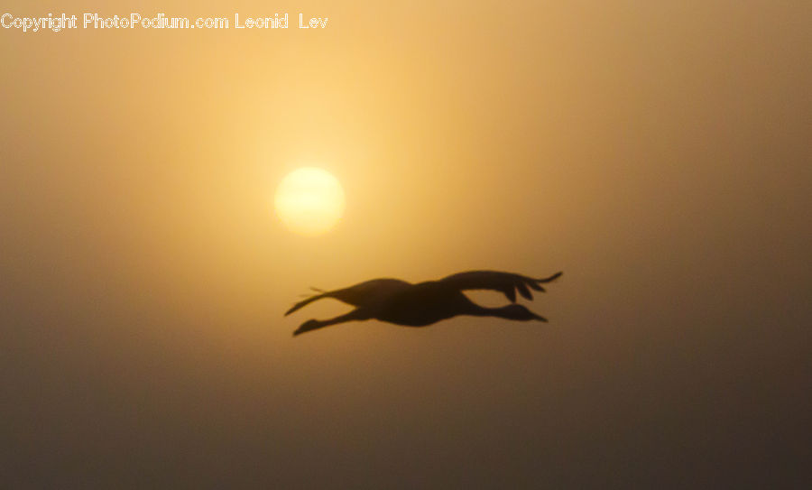 Bird, Crane Bird, Heron, Silhouette, Gecko, Lizard, Reptile