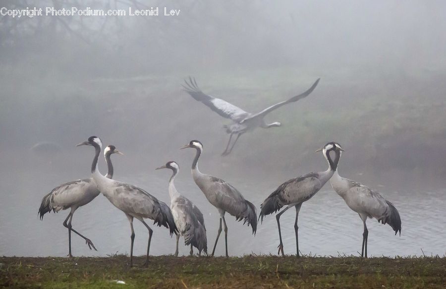 Bird, Crane Bird, Heron, Ardeidae, Waterfowl, Stork, Seagull