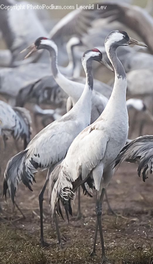 Bird, Crane Bird, Heron, Beak, Ardeidae, Arctic, Ice