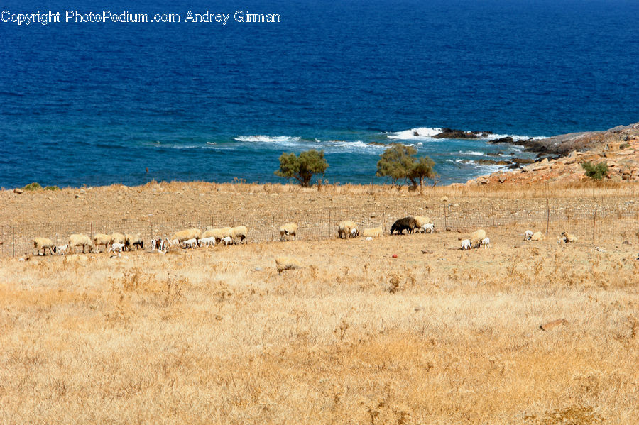 Field, Grass, Grassland, Land, Outdoors, Nature, Landscape