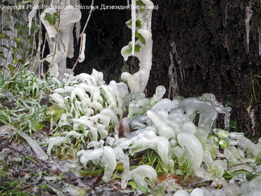 Ice, Outdoors, Snow, Agaric, Amanita, Fungus, Mushroom