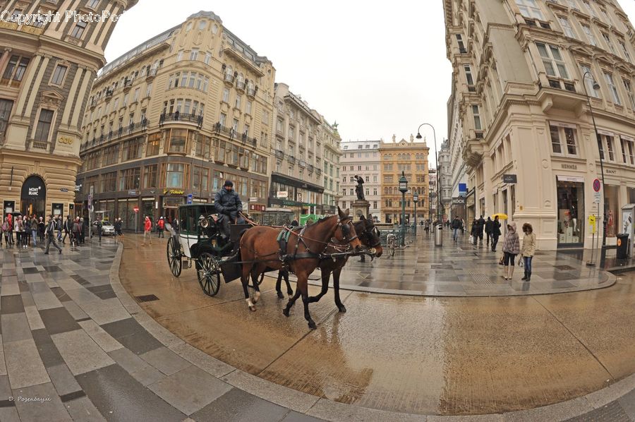 Carriage, Horse Cart, Vehicle, Animal, Horse, Mammal, Buggy
