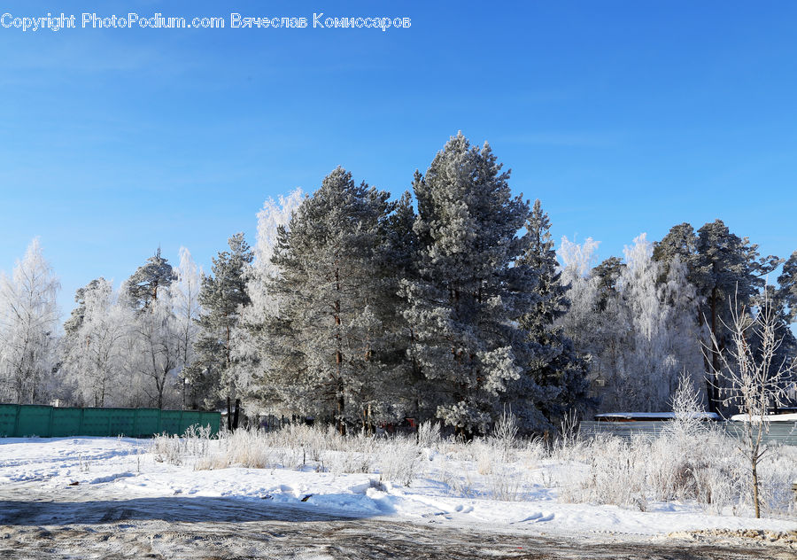 Frost, Ice, Outdoors, Snow, Conifer, Fir, Spruce