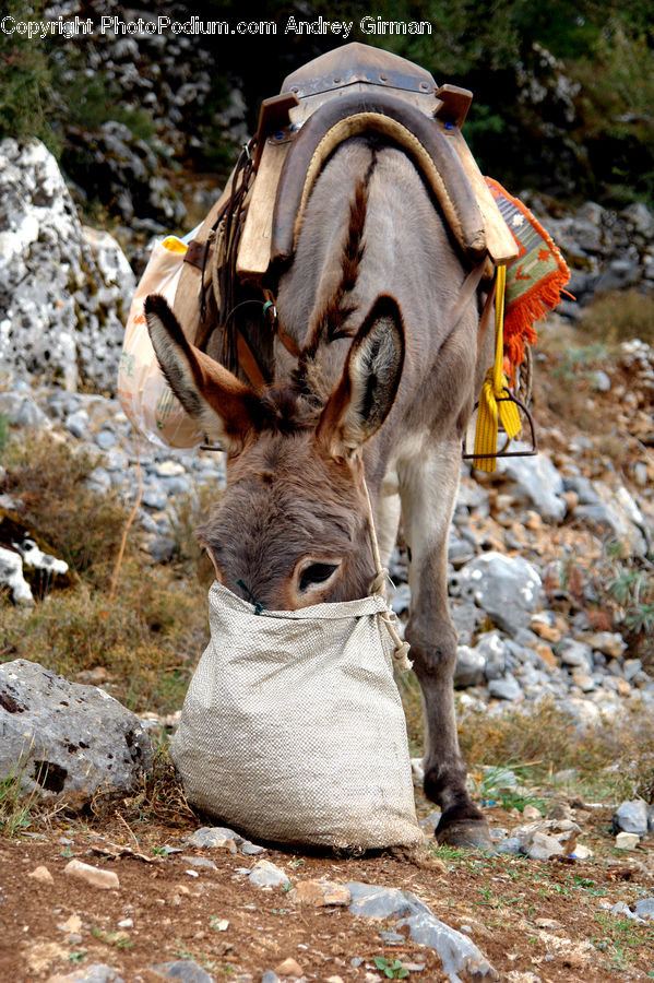 Animal, Donkey, Rock