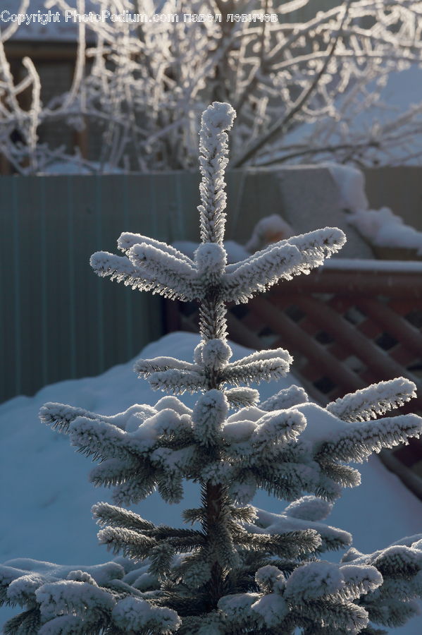 Frost, Ice, Outdoors, Snow, Blizzard, Weather, Winter