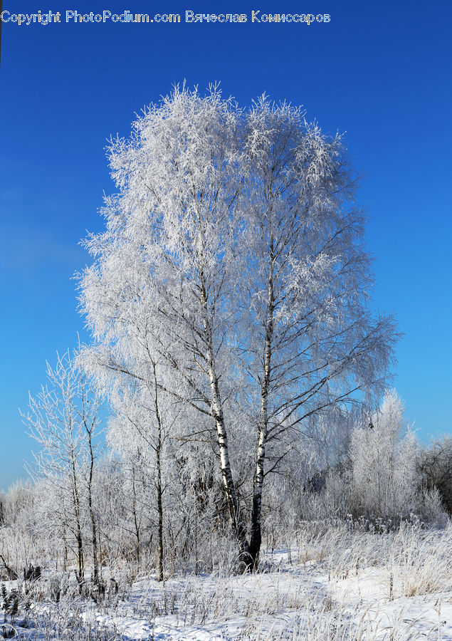 Frost, Ice, Outdoors, Snow, Birch, Tree, Wood