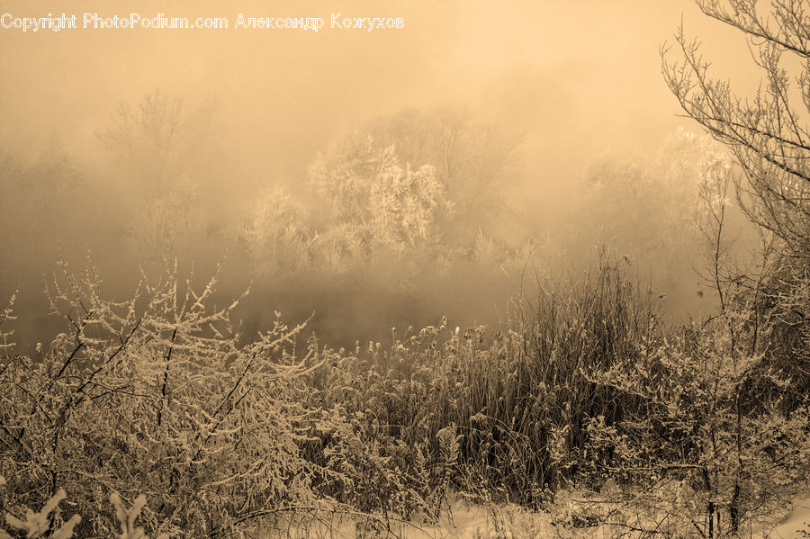 Fog, Mist, Outdoors, Field, Grass, Grassland, Plant