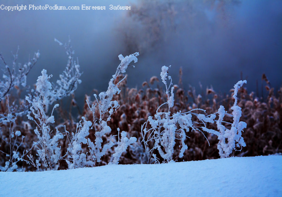 Frost, Ice, Outdoors, Snow, Conifer, Fir, Pine