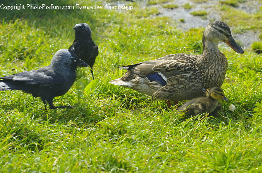 Bird, Blackbird, Crow, Waterfowl, Goose, Duck, Teal