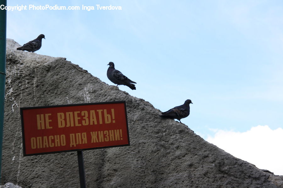 Bird, Pigeon, Blackbird, Crow, Dove, Sign